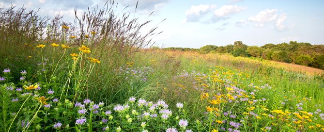Wildflowers on the midwest prairie