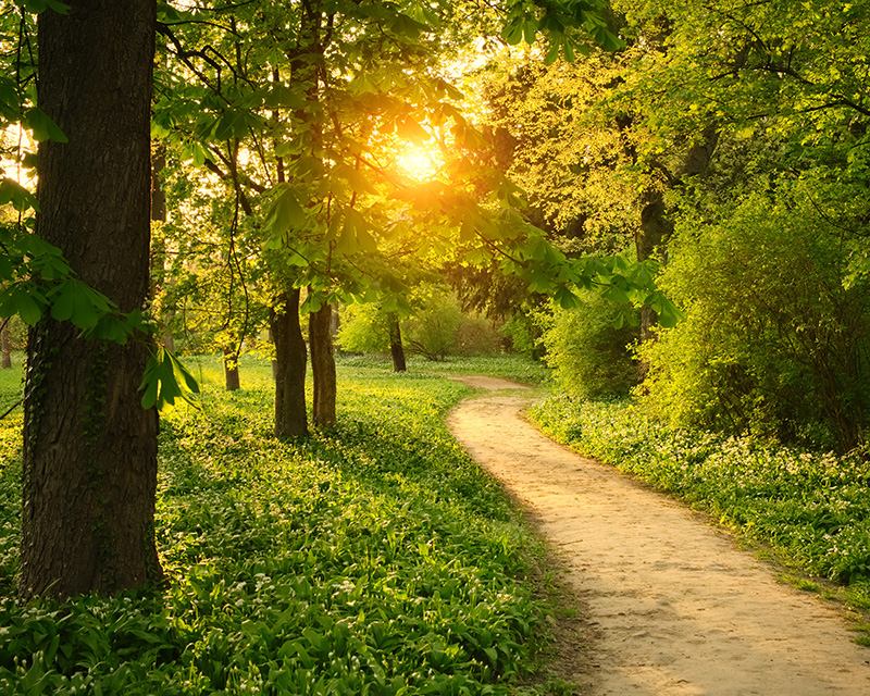 our_roots_social_work_values Path through the forest